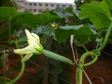 Ridge gourd seeds (Hybrid)