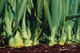 Onion seeds (Hybrid)