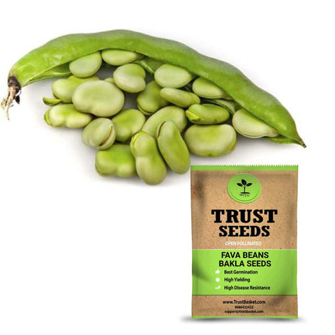 Seeds to start in August Month - Fava Beans - Bakla Seeds (Open Pollinated)