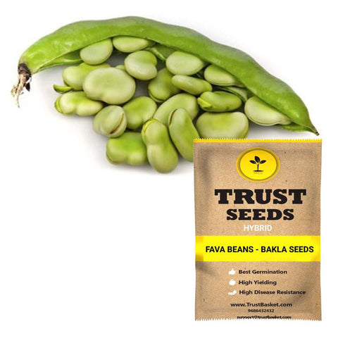 Seeds to start in August Month - Fava Beans - Bakla Seeds (Hybrid)
