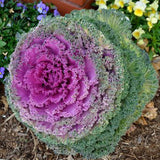 Flowering Kale Seeds (OP)