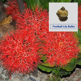 Football Lily Flower Bulbs (Set of 5)