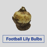 Football Lily Flower Bulbs (Set of 5)