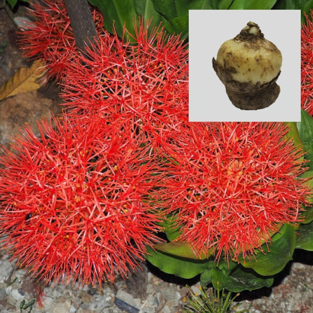 football lily flower Football Lily Flower Bulbs (Set of 5) – TrustBasket
