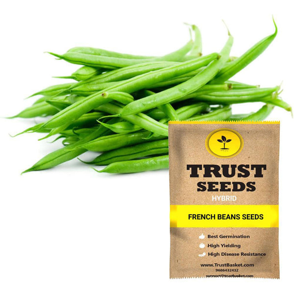 French beans seeds (Hybrid)