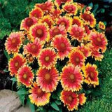 Gaillardia seeds (Hybrid)
