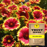 Gaillardia seeds (Hybrid)