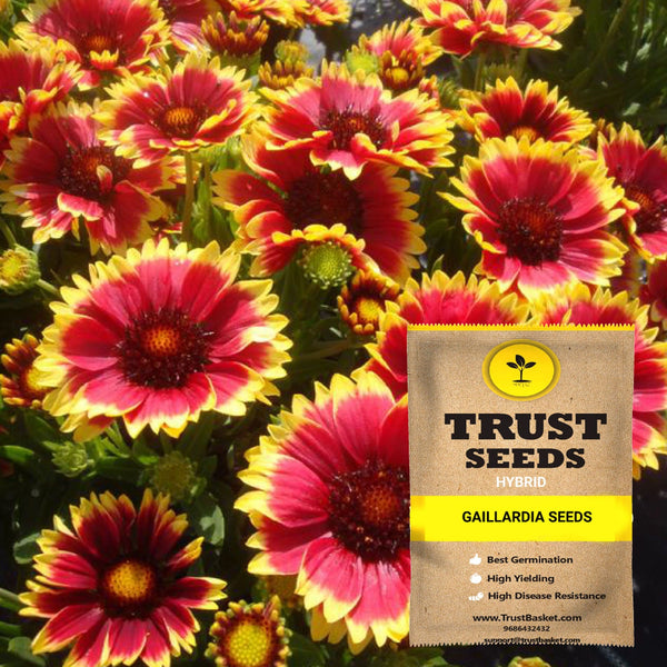 Gaillardia seeds (Hybrid)