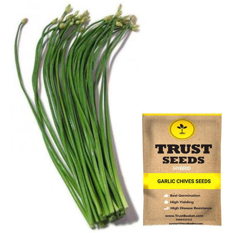 Garlic chives Seeds (Hybrid)