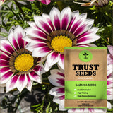 Gazania Seeds (OP)