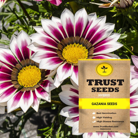 Gazania Seeds (Hybrid)