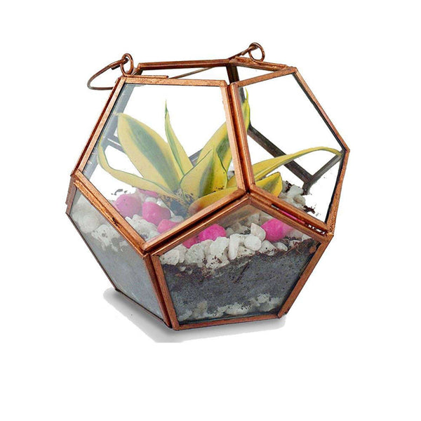 Geometric Terrarium