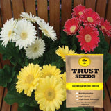 Gerbera mixed seeds (Hybrid)-Contains around 10 - 15 seeds