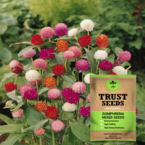 Gomphrena mixed seeds(Open Pollinated)