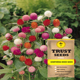 Gomphrena mixed seeds (Hybrid)