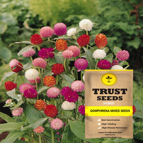 Buy Best Gomphrena Plant Seeds Online - Gomphrena mixed seeds (Hybrid)