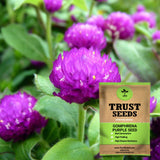 Gomphrena purple seeds (Open Pollinated)