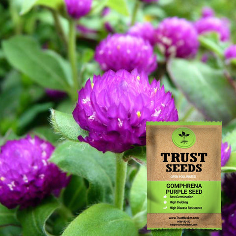Buy Best Gomphrena Plant Seeds Online - Gomphrena purple seeds (Open Pollinated)