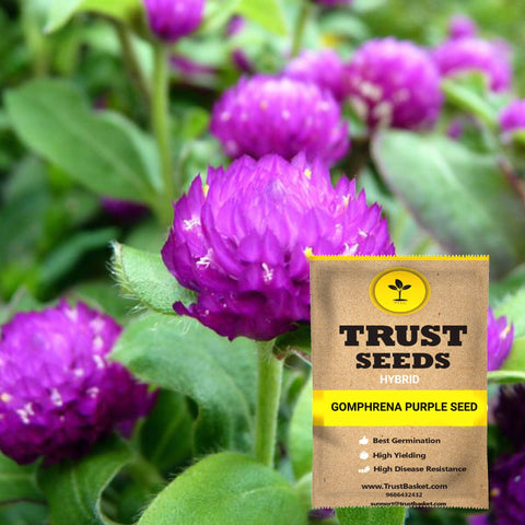 Buy Best Gomphrena Plant Seeds Online - Gomphrena purple seeds (Hybrid)