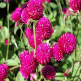 Gomphrena purple seeds (Hybrid)
