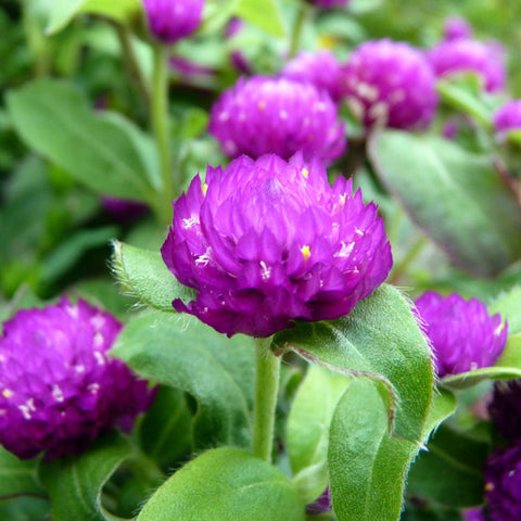 Gomphrena purple seeds (Open Pollinated)
