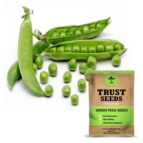 Buy Best Peas Plant Seeds Online - Green Peas  seeds (Open Pollinated)