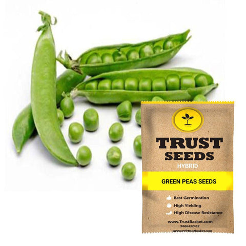 Buy Best Peas Plant Seeds Online - Green Peas seeds (Hybrid)
