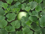 Bottle gourd round seeds (Hybrid)