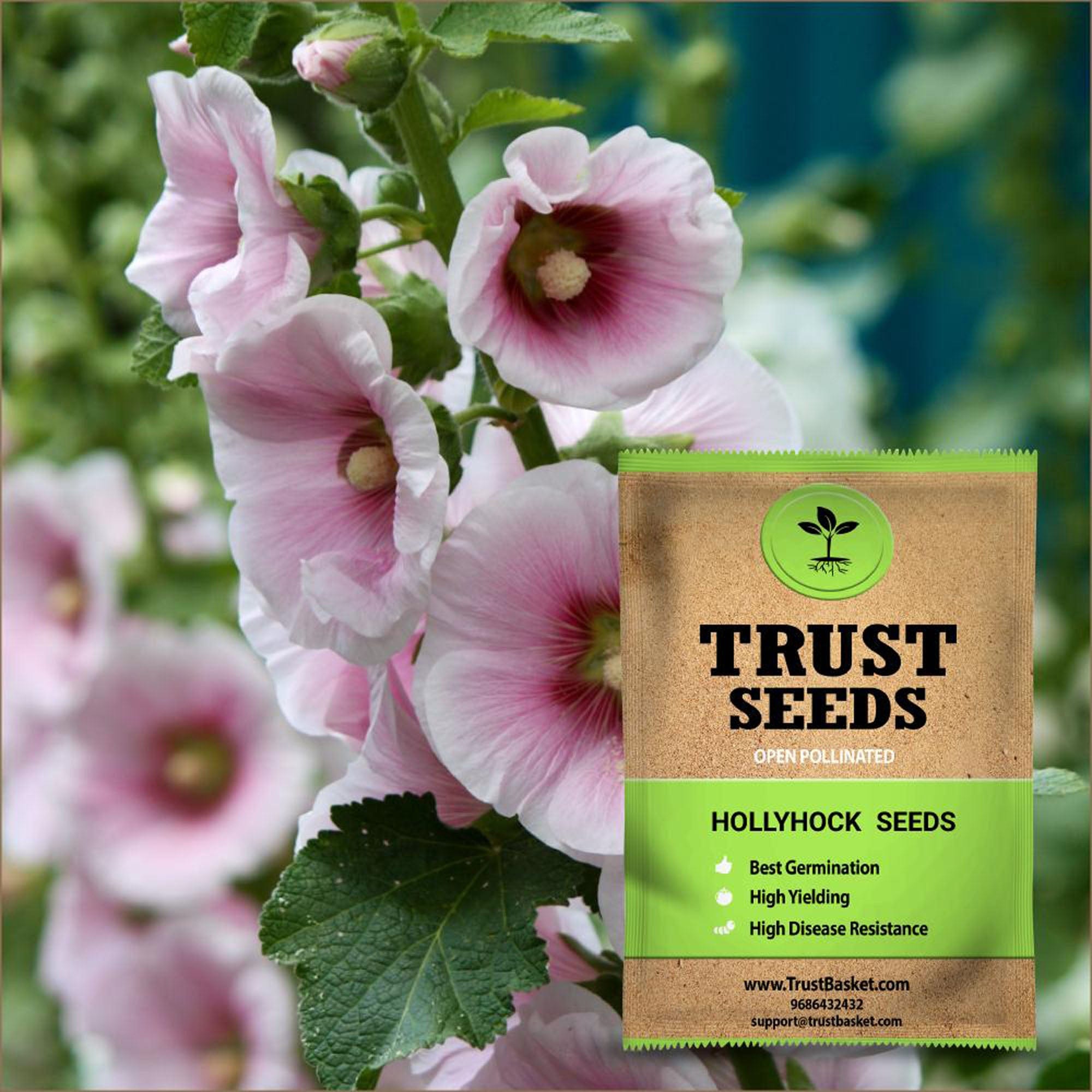 20 Rare Hollyhock Seeds – Easy-to-Grow Perennial For Your Garden, USA Seller