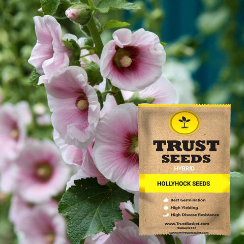 All online products - Hollyhock Seeds (Hybrid)