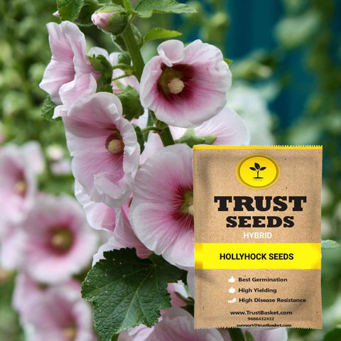 All Flower seeds - Hollyhock Seeds (Hybrid)