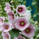 Hollyhock Seeds (Hybrid)