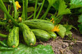 Summer Squash - Chappn Kaddu seeds (Hybrid)
