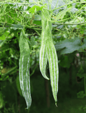 Snake Gourd seeds ( Hybrid )