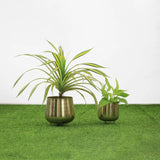 Jalsa Planter (Set of 2)