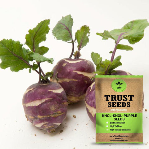 New Arrivals - Knol Khol Purple Seeds (OP)