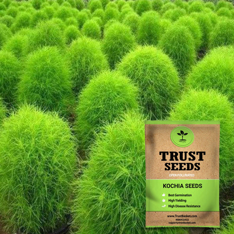 Buy Best Kochia Plant Seeds Online - Kochia seeds (Open Pollinated)