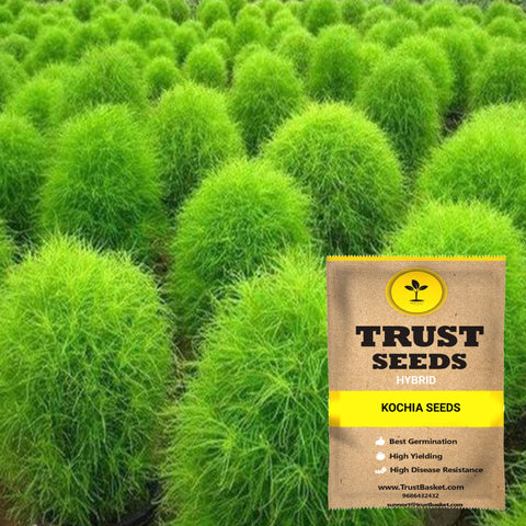 Buy Best Kochia Plant Seeds Online - Kochia seeds (Hybrid)