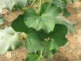 Bottle gourd round seeds (Hybrid)