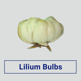 Lilium Flower Bulbs