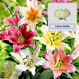 OUTDOOR PLANT POTS AND PLANTERS - Lilium Flower Bulbs