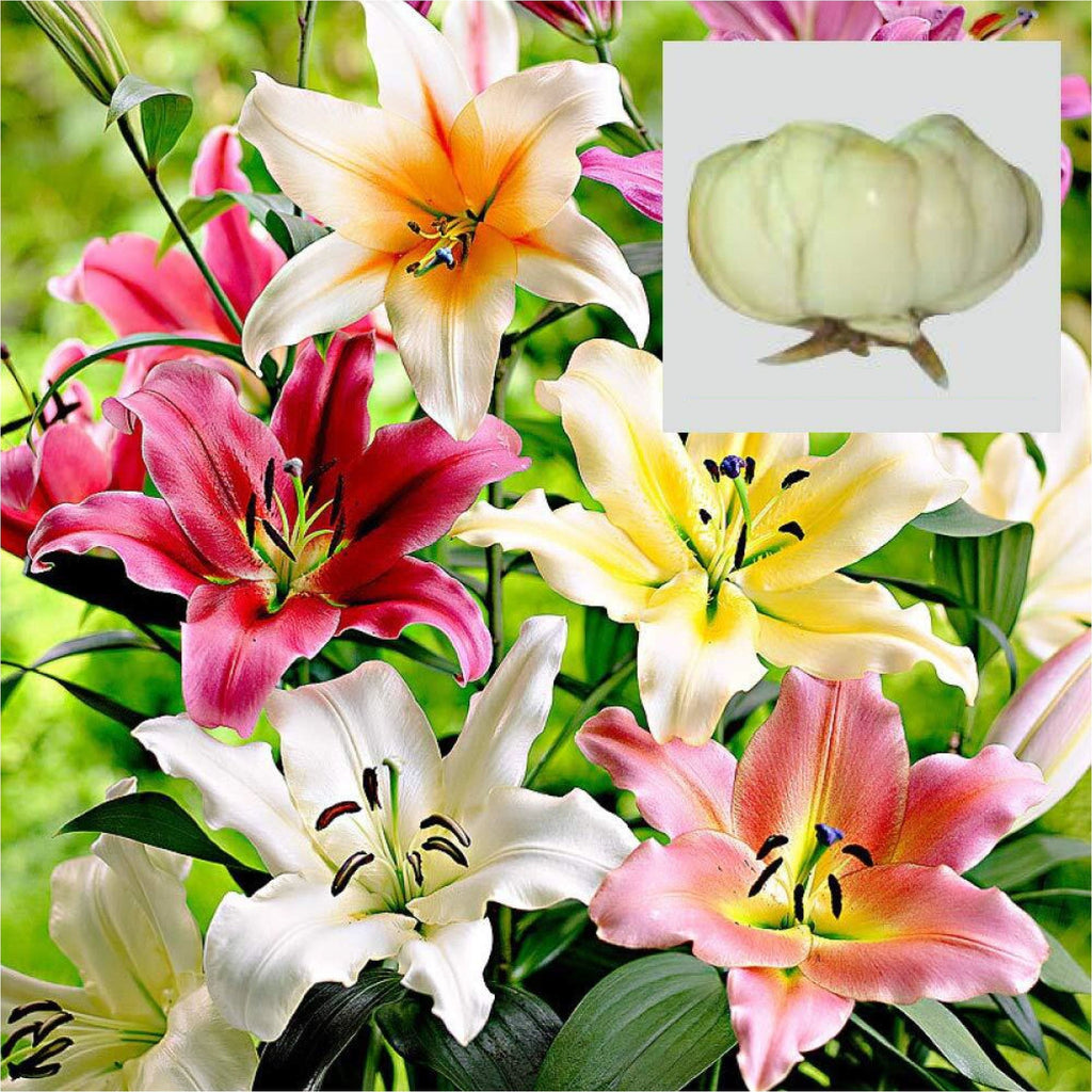 lilies flower bulbs Lilium Flower Bulbs – TrustBasket