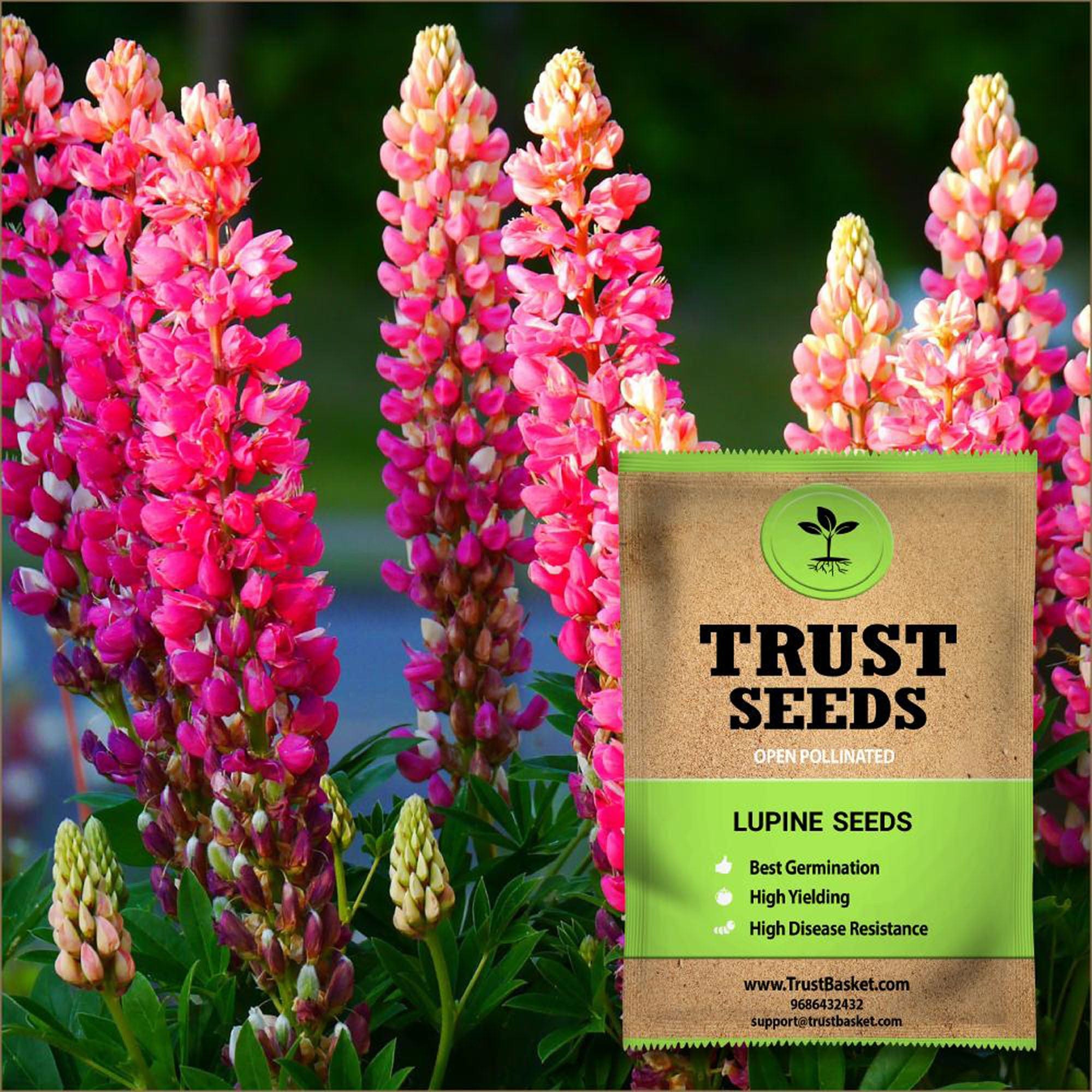 planting lupine from seed Lupine Seeds (OP) – TrustBasket