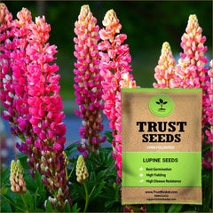 lupine seed to flower time Lupine Seeds (OP) – TrustBasket