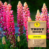 Lupine Seeds (Hybrid)