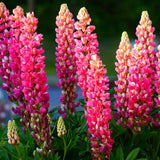Lupine Seeds (Hybrid)