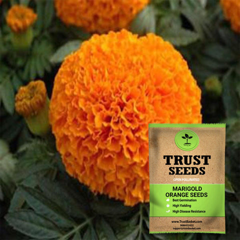 Seeds to start in August Month - Marigold orange seeds (Open Pollinated)