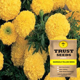 Marigold yellow seeds (Hybrid)