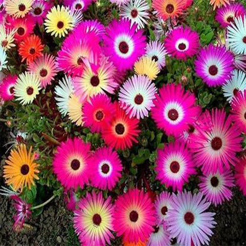 Mesembryanthemum seeds (Hybrid)