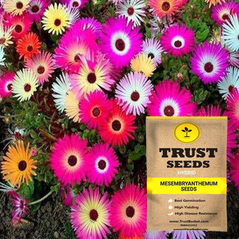 Buy Best Mesembryanthemum Plant Seeds Online - Mesembryanthemum seeds (Hybrid)